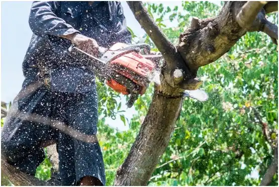 tree services Concord